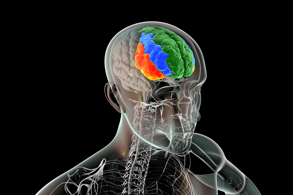 cortexul-prefrontal-func-ioneaz-ca-o-baterie-ce-are-nevoie-s-fie