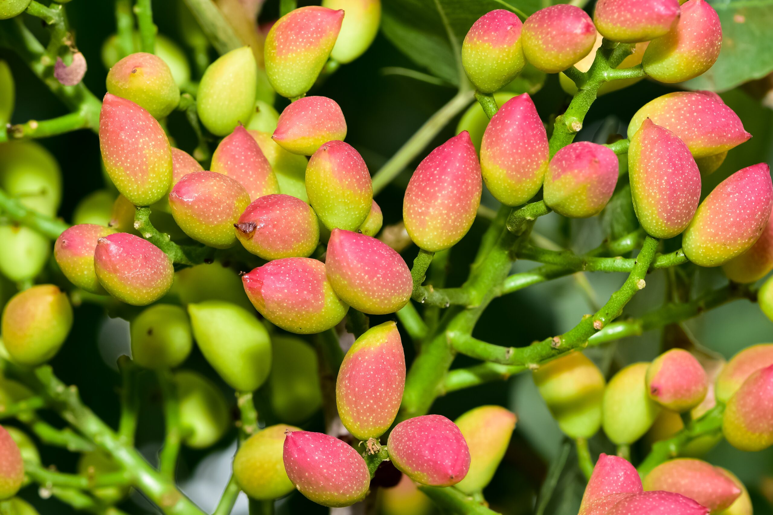 The Beauty and Health Benefits of Nuts: Almonds, Walnuts, Pistachios, and Cashews